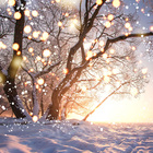 Fundo Fotográfico Infantil Árvores Natal 1.5x1.5mp1693