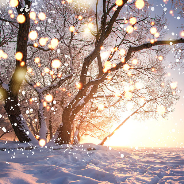 Fundo Fotográfico Infantil Árvores Natal 1.5x1.5mp1693