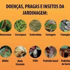 Fungicida Fungidex 50ml