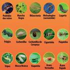 Fungicida Fungidex 50ml