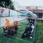 Gaiola Petshop Portátil Desmontavel Canil Gatil Galinheiro