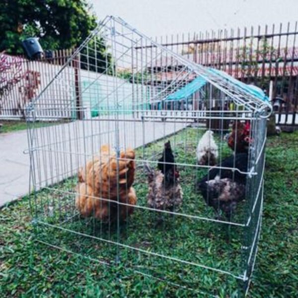 Gaiola Petshop Portátil Desmontavel Canil Gatil Galinheiro