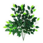 Galho De Folha De Ficus Verde Escuro