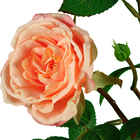 GALHO DE ROSAS X3 PÊSSEGO - 75CM