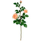 GALHO DE ROSAS X3 PÊSSEGO - 75CM