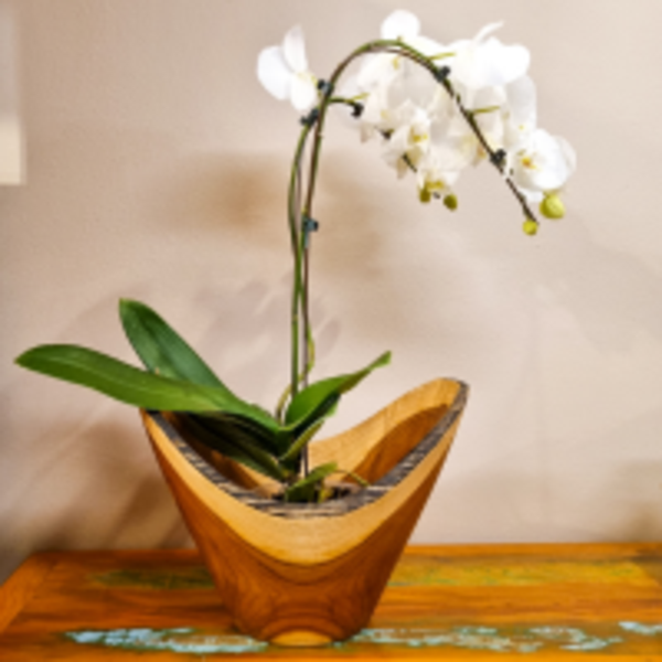 Gamela/fruteira 37cm Madeira De Lei Piquiá - Acre