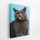 Gato Cinza Fundo Azul Pets Animais Quadro Canvas 100x70cm