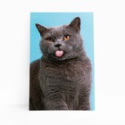 Gato Cinza Fundo Azul Pets Animais Quadro Canvas 60x40cm