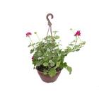 Geranio Pendente C21