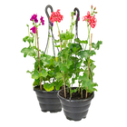 Geranio Pendente C21