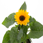 Girassol Helianthus annuus Pote 11 Planta Natural