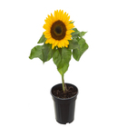 Girassol Helianthus annuus Pote 15 Planta Natural