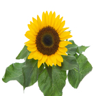 Girassol Mini Brigth Pote 15