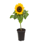 Girassol Mini Brigth Pote 15