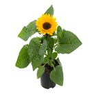 Girassol Mini Pote 11