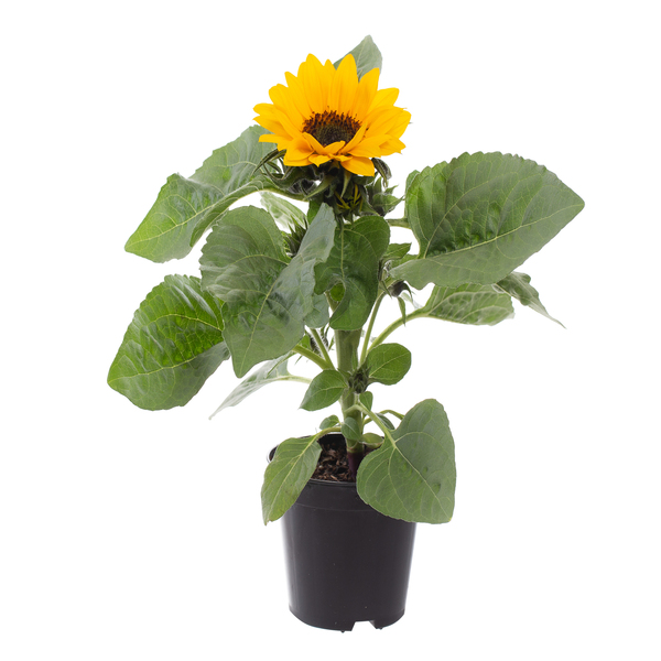 Girassol Mini Pote 11