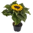 Girassol Mini Pote 11 Planta Natural