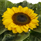 Girassol Mini Pote 11 Planta Natural