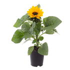 Girassol Mini Pote 11 Planta Natural