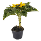 Girassol Mini Pote 11 Planta Natural