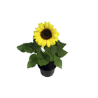 Girassol Mini Pote 13