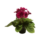 Gloxinia Pote 14