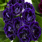 Gloxinia Pote 14