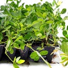 Grama Amendoim Arachis Repens Pequeno Planta Natural