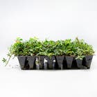 Grama Amendoim Arachis Repens Pequeno Planta Natural