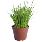 Grama de Trigo PT11 Afonso