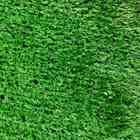 Grama Noronha Decor Standard 10mm (20m²)