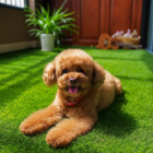 Grama Sintética Artificial 20mm Com Proteção Uv E Anti-fungo