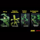 Gramix 100ml Seletivo Jardinagem Gramados Residenciais Áreas