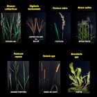 Gramix 100ml Seletivo Jardinagem Gramados Residenciais Áreas