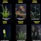 Gramix 100ml Seletivo Jardinagem Gramados Residenciais Áreas