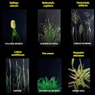 Gramix 100ml Seletivo Jardinagem Gramados Residenciais Áreas