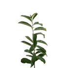 Graviola Annona Muricata Planta Natural
