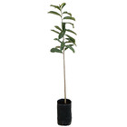 Graviola Annona Muricata Planta Natural