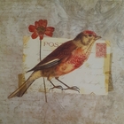 Gravura Coleção Pássaros  25 X 25 Cm