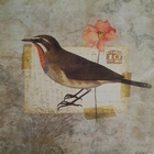 Gravuras Coleção Pássaros  25 X 25 Cm