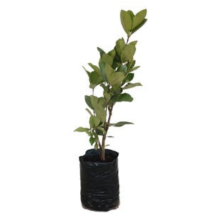 Grumixama Eugenia brasiliensis Planta Natural | Leroy Merlin