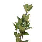 Grumixama Eugenia brasiliensis Planta Natural