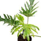 Guaimbê Philodendron bipinnatifidum Médio Planta Natural