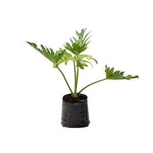 Guembe GuaimbĂȘ Philodendron bipinnatifidum MĂ©dio Planta Natural | Leroy Merlin