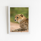 Guepardo Chita Animais Foto Quadro Moldura Branca 60x40cm
