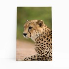 Guepardo Chita Animais Fotografia Quadro Canvas 100x70cm