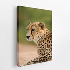 Guepardo Chita Animais Fotografia Quadro Canvas 140x90cm
