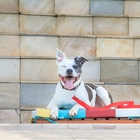 Guia Modernpet Vermelha - Tam. Pequena