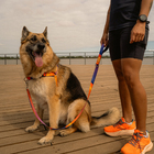Guia para Cachorro G Poliéster Cachorreiros