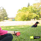 Guia Para Cachorro Pequeno Porte Ferplast Mini Preta